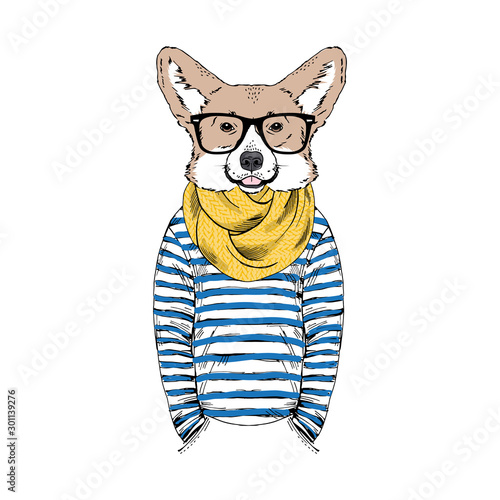 Humanized Welsh Corgi breed dog dressed up in navy outfits. Design for dogs lovers. Fashion anthropomorphic doggy illustration. Animal wear stripy frock, knitted scarf and glasses. Hand drawn vector.