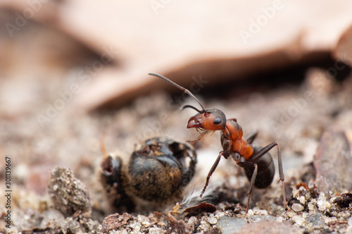 Ant photo