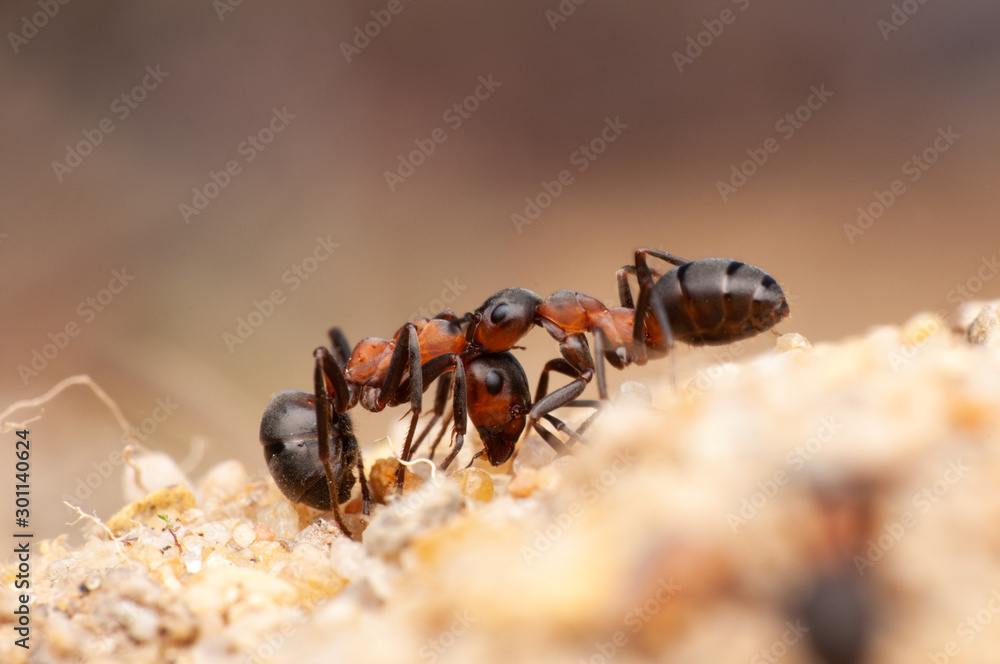 Ant Ant