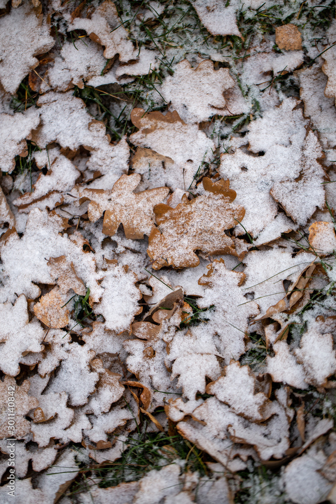 Yellow leaves with First snow background