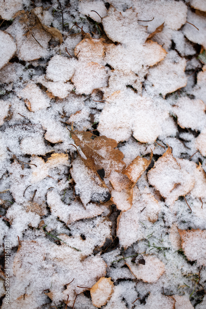 Yellow leaves with First snow background Yellow leaves with First snow background