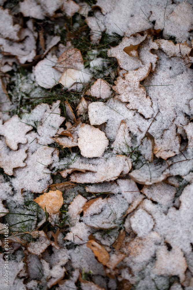 Yellow leaves with First snow background Yellow leaves with First snow background
