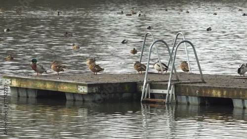 Ducks relaxing on a bridge on the lake HD