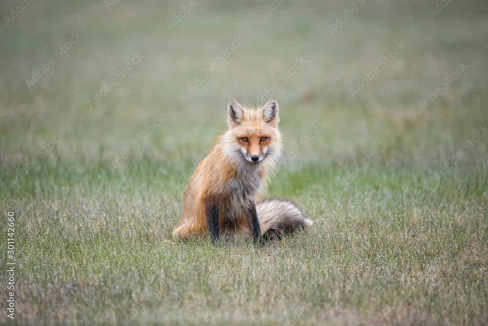 Red fox Red fox