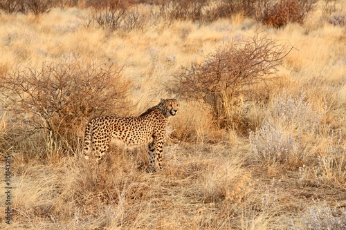 Cheetah in grass © Craig