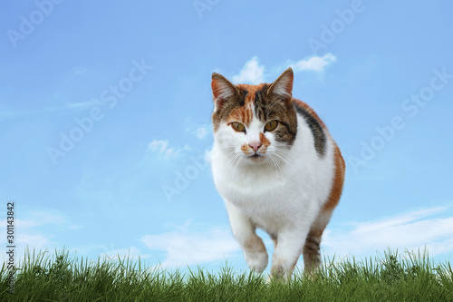 Katze streift durch den Rasen
