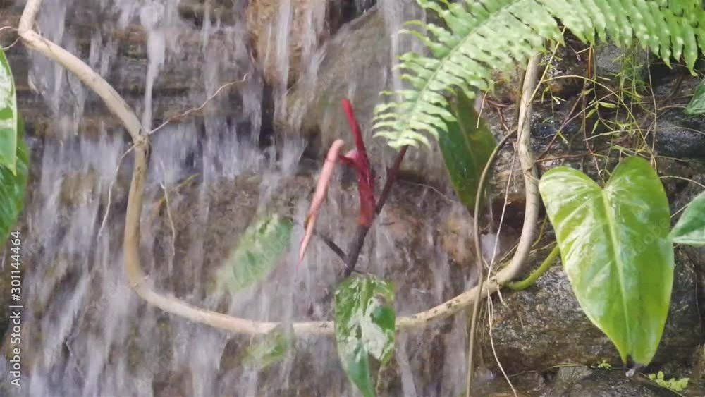 Green And Red Leaves From Creeper Plants That Are Exposed To Water From A Small Rock Waterfall - Hand Held Green And Red Leaves From Creeper Plants That Are Exposed To Water From A Small Rock Waterfall - Hand Held