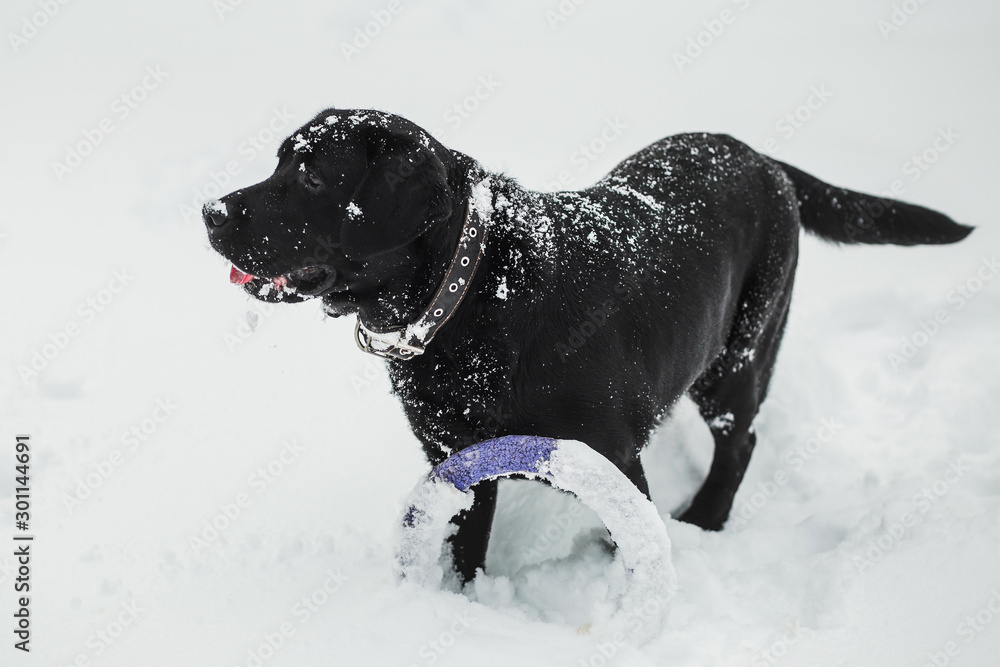 Beautiful strong healthy black labrador dog running with purple toy outdoor in winter cold snowy park. Owner playing with pet. Horizontal color photography. Beautiful strong healthy black labrador dog running with purple toy outdoor in winter cold snowy park. Owner playing with pet. Horizontal color photography.
