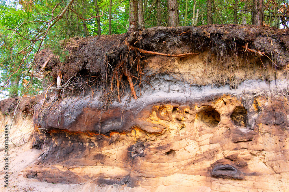 Spodosol or Podzol overlaid by a medieval shifting dune in Western Germany Spodosol or Podzol overlaid by a medieval shifting dune in Western Germany