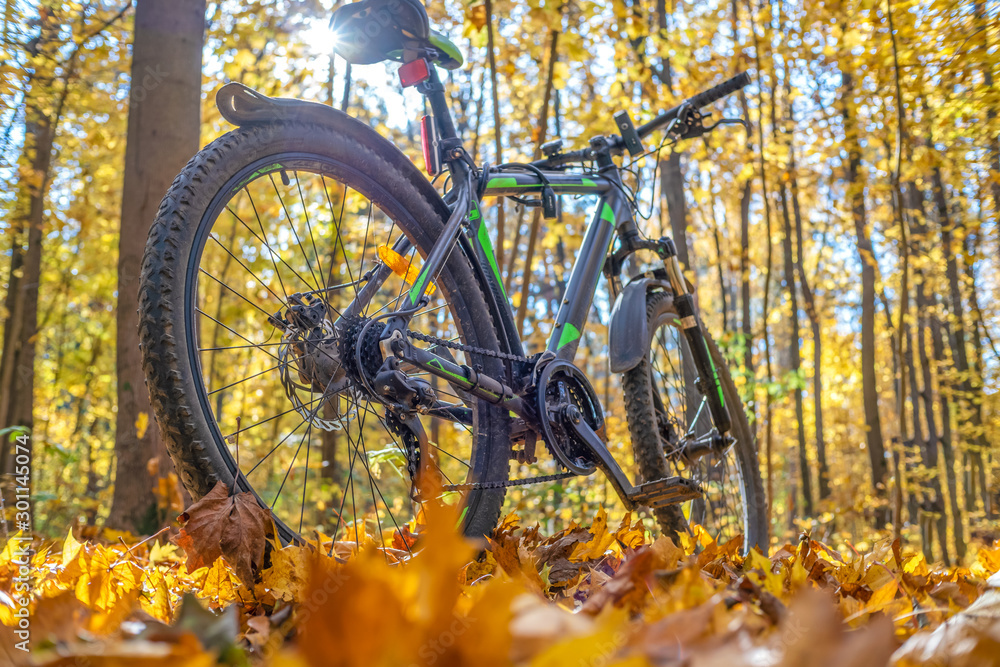 Mountain bike stands in a beautiful autumn forest against the sun and trees close up