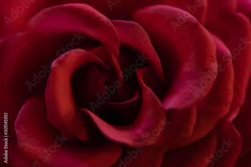 Red rose close-up, macro photography © Ilari