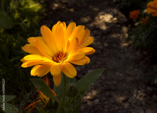 Marigold  calendula  flower in sun light