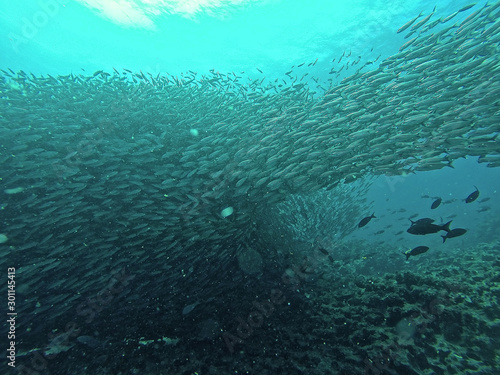 Just some fishes, Galapagos Islands