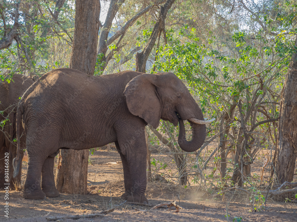 Game viewing in South Africa a large African elephant isolated in its natural habitat, image in horizontal format