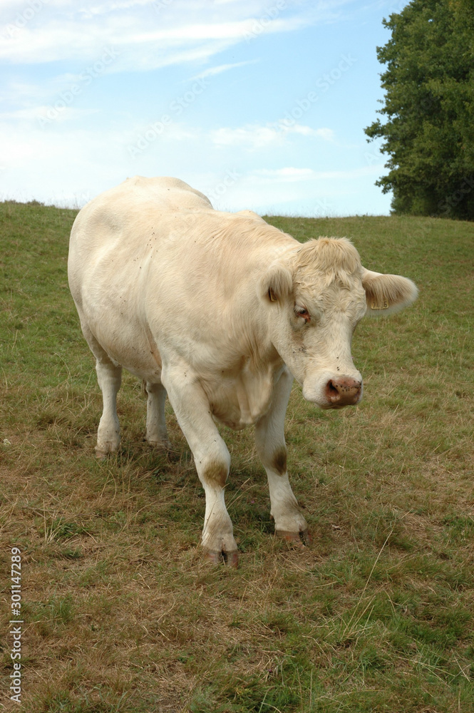 Une vaches dans une prairies verte A cow in a green meadow Une vaches dans une prairies verte A cow in a green meadow
