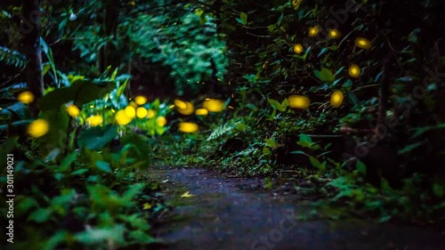 Taipei Wulai Yunxian Paradise Firefly TimeLAPSE Video TAIWAN