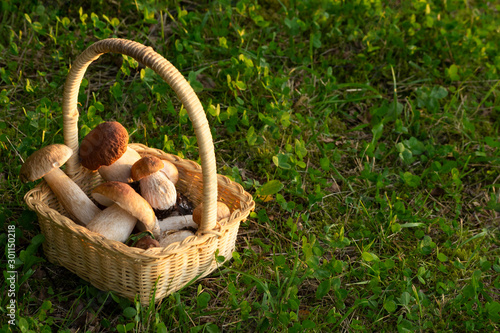 Boletus mushrooms in basket