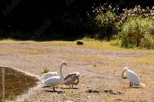 湖畔に降りた白鳥の群れ