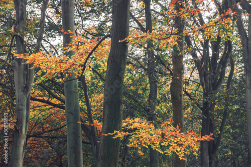 Blickling hall in the autumn time  photo