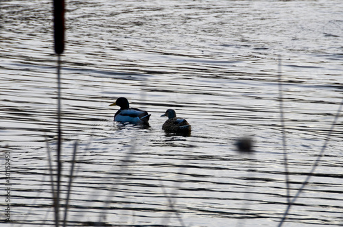 Ducks
