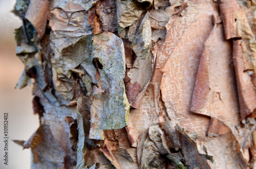 Bark
