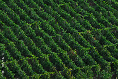 Aerial view of a vineyard ready for harvest
