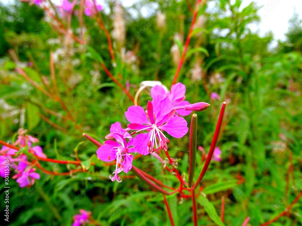 Fleurs de montagne dans le massif vosgien