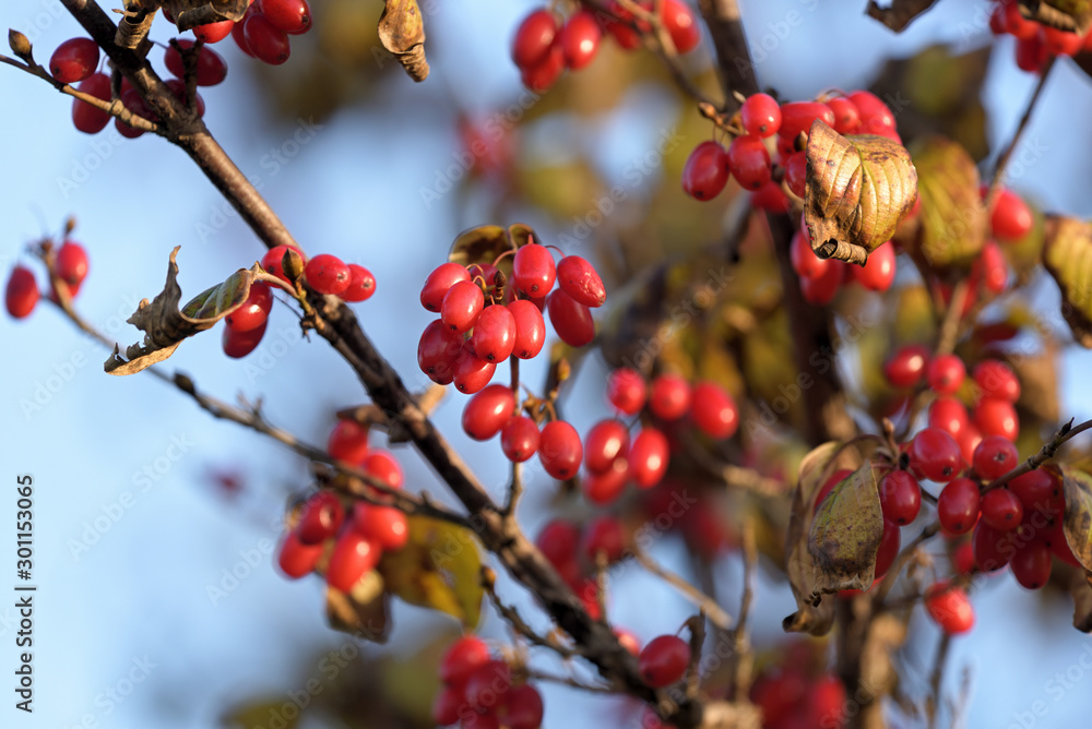 Red fruits of cornus officinalis, Beginning ripe Japanese cornelian cherry, on the branch Red fruits of cornus officinalis, Beginning ripe Japanese cornelian cherry, on the branch