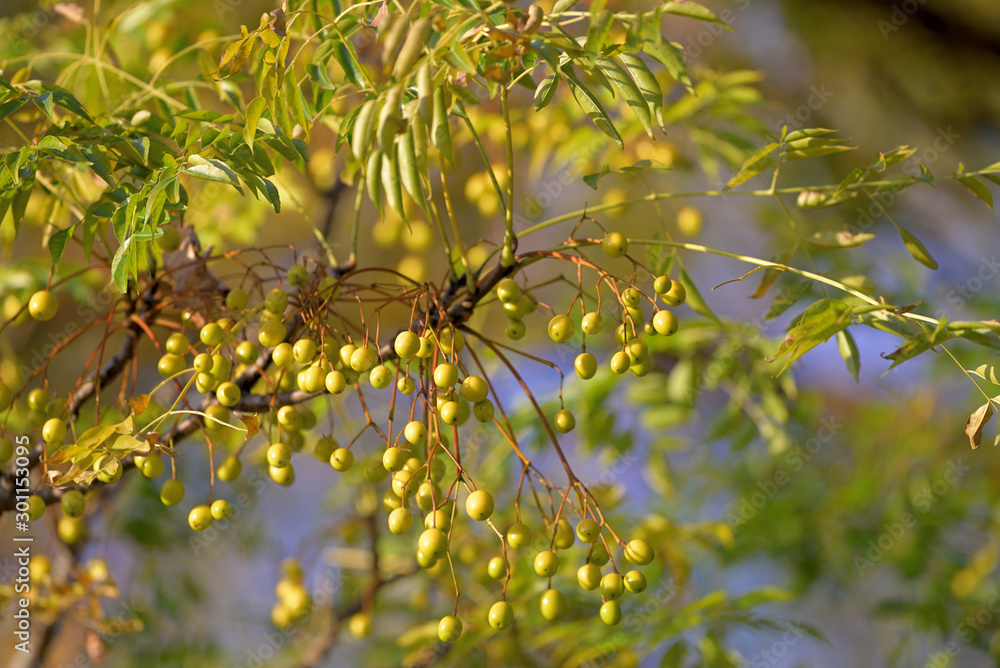 Beginning ripe Chinaberry fruits and tree, on the branch Beginning ripe Chinaberry fruits and tree, on the branch