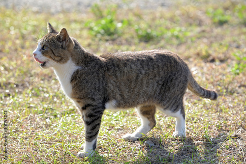 Stray cat, Brown tabby and white cat, on the island of Manabe-island in Okayama Prefecture. Japan