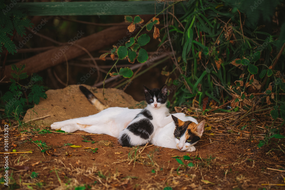 Portrait of cute cats family lying in city park. Horizontal color photography.