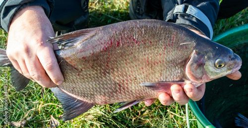 Fototapeta Naklejka Na Ścianę i Meble -  angler holds fresh fish bream
