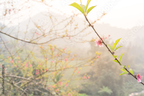 Branch of peach flower blooming in nature with mountain background in rural North Vietnam