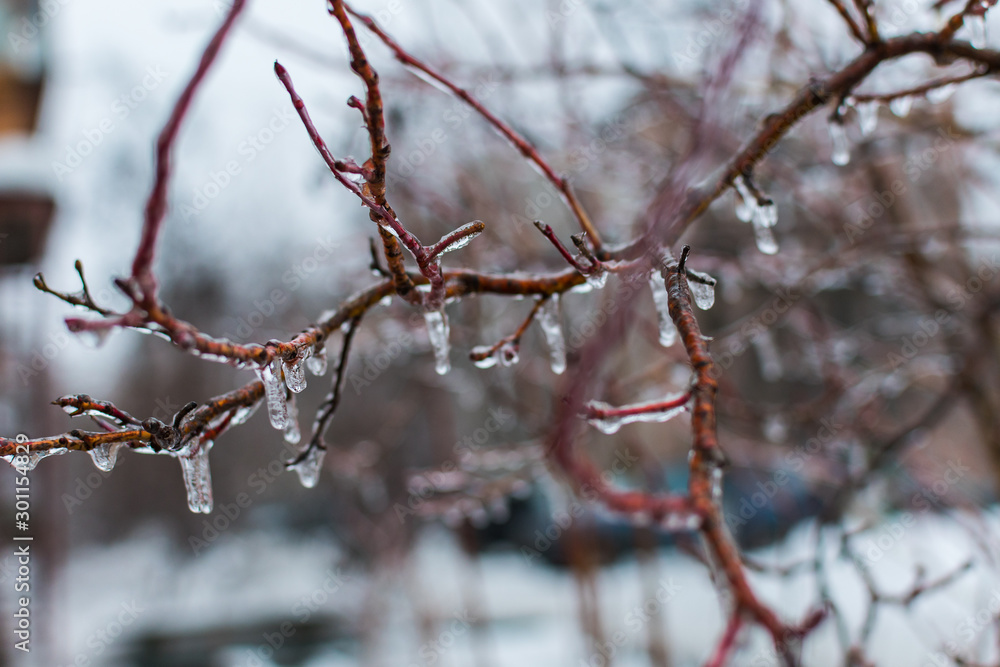 icicles on the branches. the cold snap after the rain icicles on the branches. the cold snap after the rain