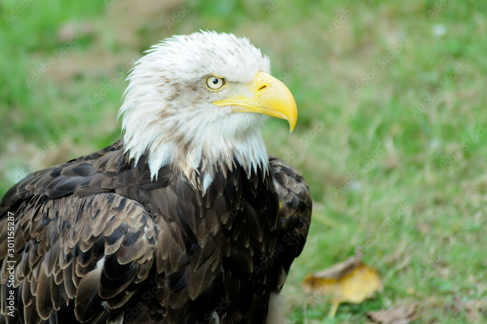 Obraz premium American Bald Eagle portrait in Cabarceno Nature Park, Cantabria, Spain.