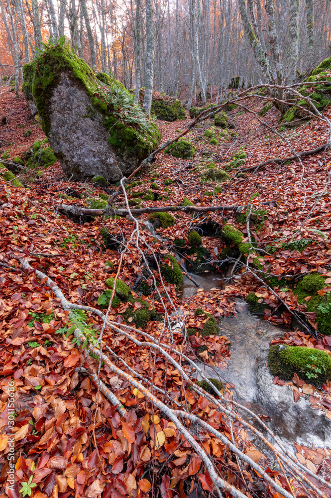 Stream running through the middle of a beech tree in Canseco, Leon Spain. The leaves cover the entire ground with its magnificent reddish color during the fall. Stream running through the middle of a beech tree in Canseco, Leon Spain. The leaves cover the entire ground with its magnificent reddish color during the fall.