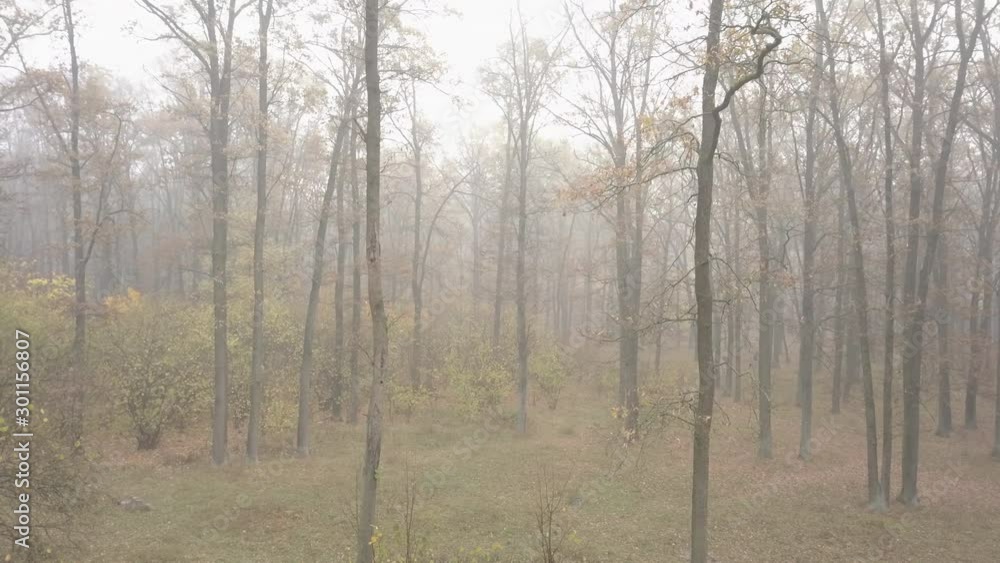 Mystical autumn forest in dense fog. Aerial view. Fallen foliage trees in the fall. Natural background. Mysterious landscape Mystical autumn forest in dense fog. Aerial view. Fallen foliage trees in the fall. Natural background. Mysterious landscape