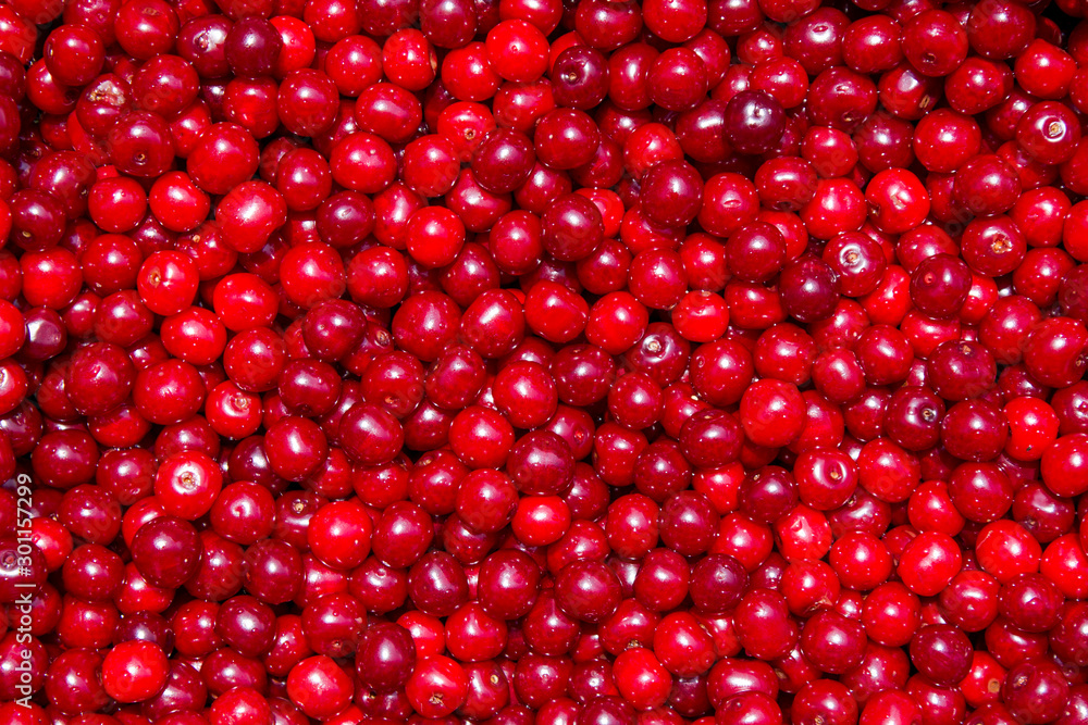 cherry backgrounds cherry backgrounds