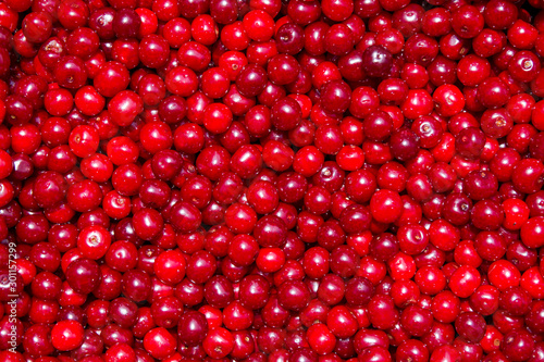 cherry backgrounds
