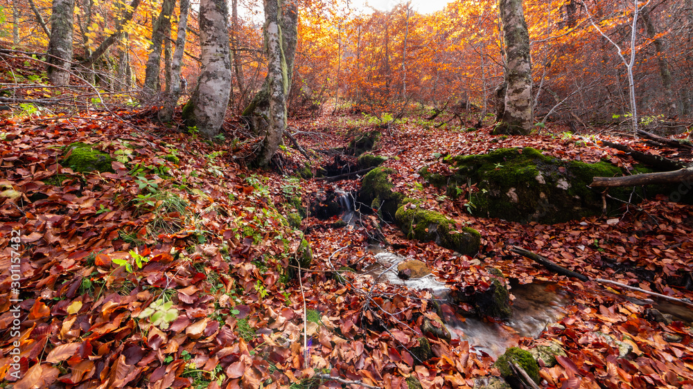 Stream running through the middle of a beech tree in Canseco, Leon Spain. The leaves cover the entire ground with its magnificent reddish color during the fall. Stream running through the middle of a beech tree in Canseco, Leon Spain. The leaves cover the entire ground with its magnificent reddish color during the fall.