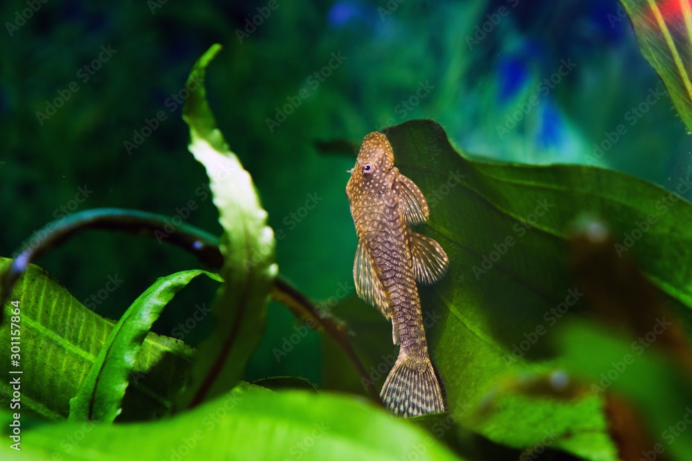 Ancistrus, Ancistrus sp., bushynose catfish, funny, peaceful and useful Loricariidae nocturnal freshwater algae eater species feeds on a leaf of sword plant in nature planted biotope tank