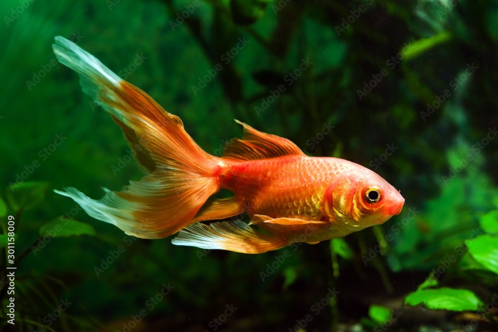 goldfish, artificial aqua trade breed of wild Carassius auratus carp, young and healthy comet-like long tail and bright orange coloration ornamental fish, pure breed showing its full beauty goldfish, artificial aqua trade breed of wild Carassius auratus carp, young and healthy comet-like long tail and bright orange coloration ornamental fish, pure breed showing its full beauty