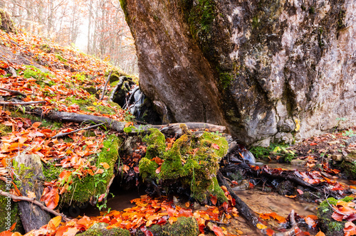 Stream running through the middle of a beech tree in Canseco, Leon Spain. The leaves cover the entire ground with its magnificent reddish color during the fall. photo