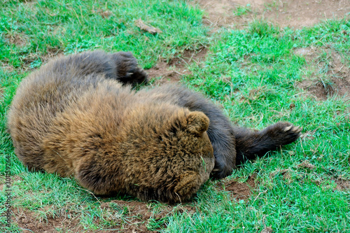 Brown Bear sleeping peacefully covering the face with its claw. Cabarceno Nature Park, Cantabria, Spain.