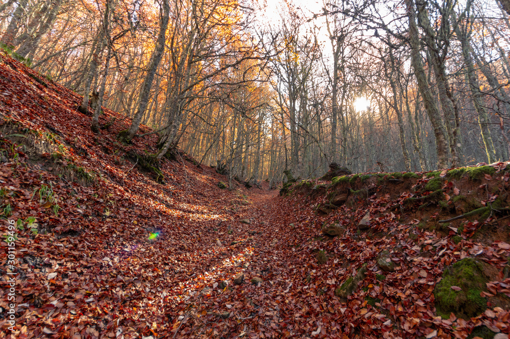 Beech forest during the fall with the soil full of reddish leaves and the sun between the trees. Canseco, Leon 8Spain) Beech forest during the fall with the soil full of reddish leaves and the sun between the trees. Canseco, Leon 8Spain)
