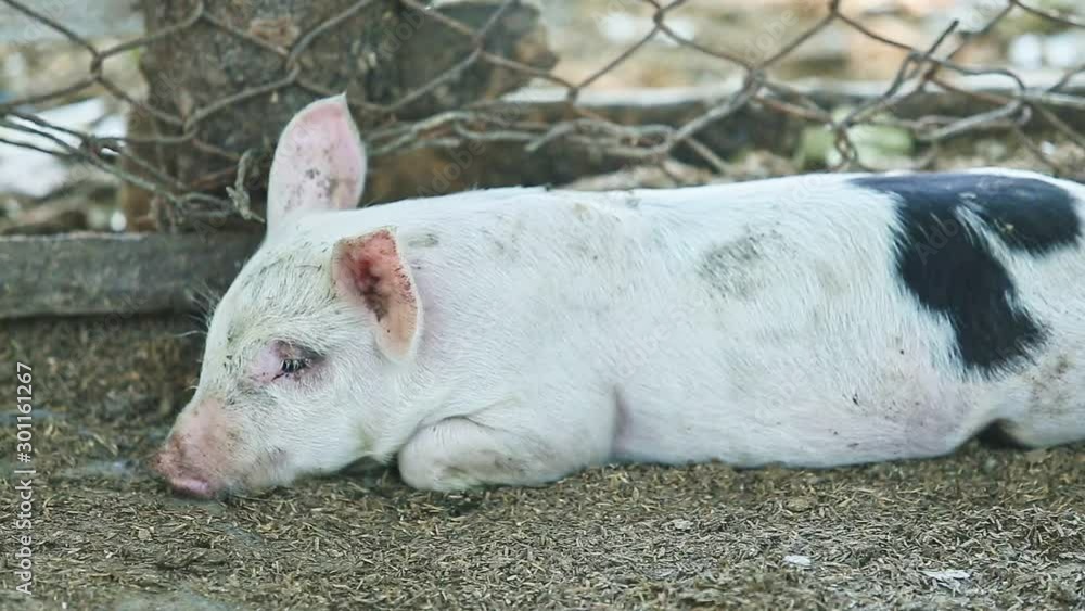panorama of little white domestic pig rest on ground panorama of little white domestic pig rest on ground