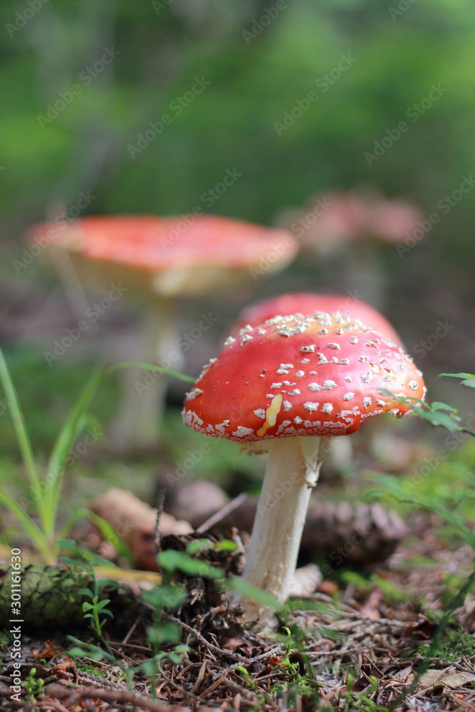 Red Mushroom Red Mushroom