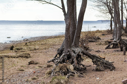 trees with washed roots on the shore of the Gulf of Finland, Leningrad Region, Russia