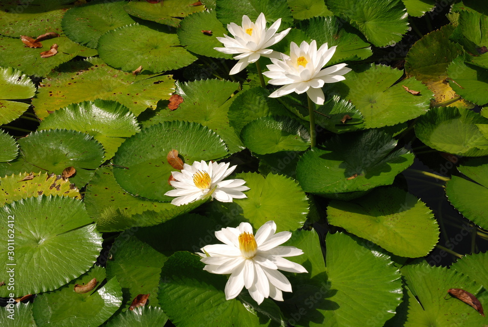 Details of Nature