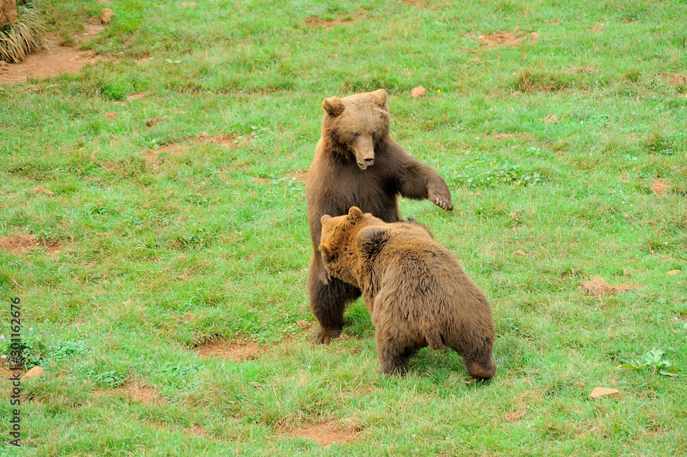 Young Brow Bears Fighting. Cabarceno Nature Park, Cantabria, Spain. Young Brow Bears Fighting. Cabarceno Nature Park, Cantabria, Spain.